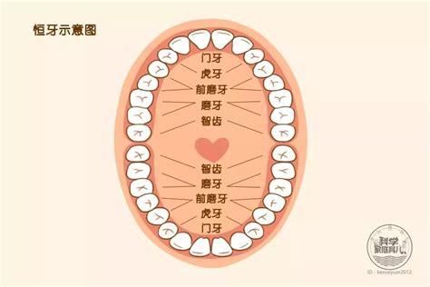 下牙|每颗牙齿的名字